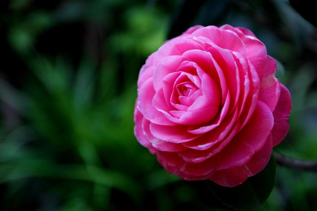 邀您共赏——山茶花