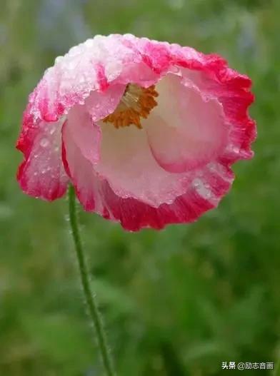 鲜花朵朵迎春来