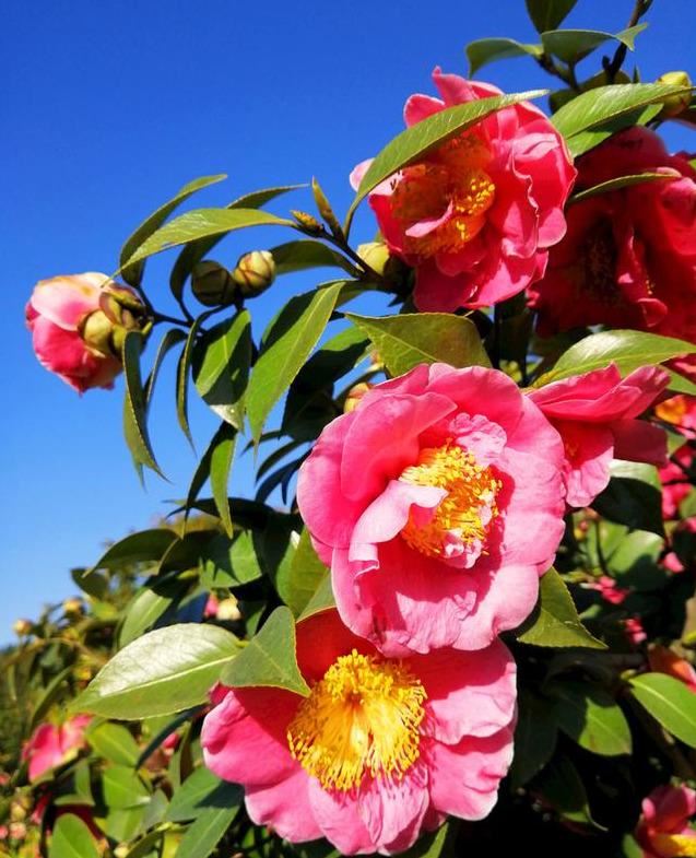 邀您共赏——山茶花