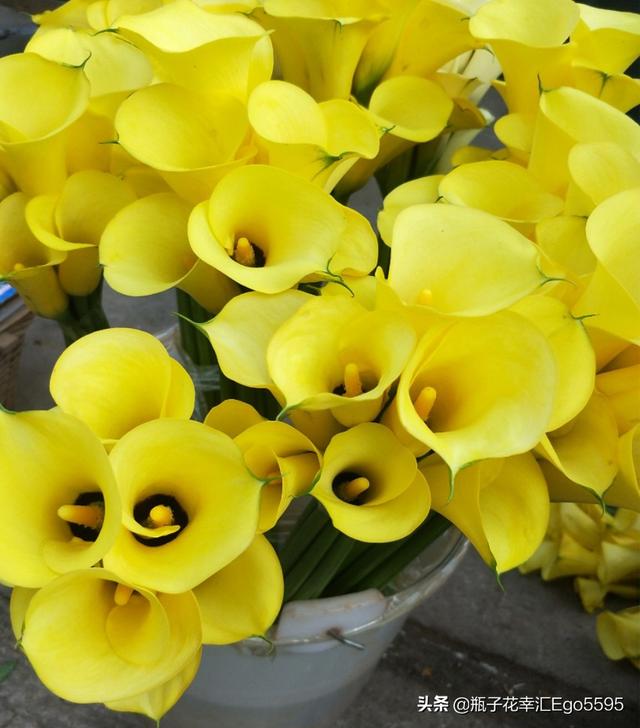 简单的花型，却透视出高雅的魅力，凛然而美丽的马蹄莲