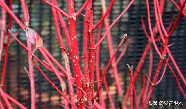 花卉观花闻香，盆景重在造型，这种植物却可以赏枝茎