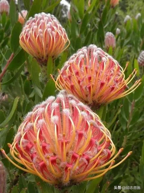 鲜花朵朵迎春来