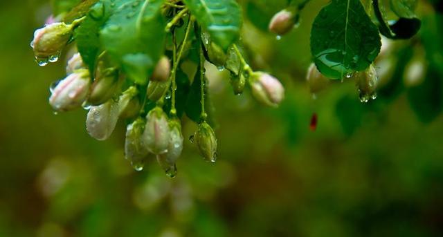 雨中花朵让人怜