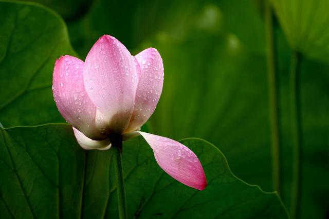 雨中花朵让人怜