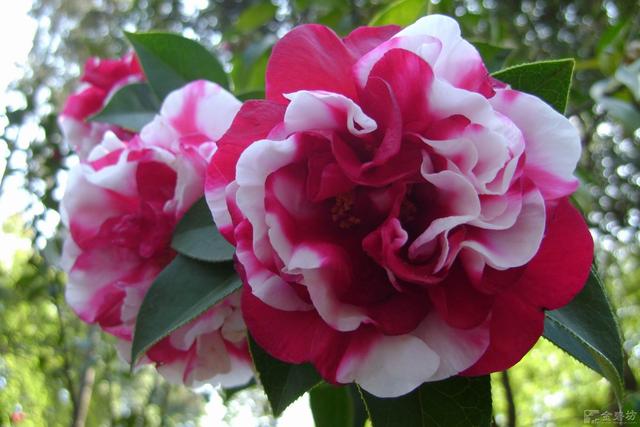 邀您共赏——山茶花