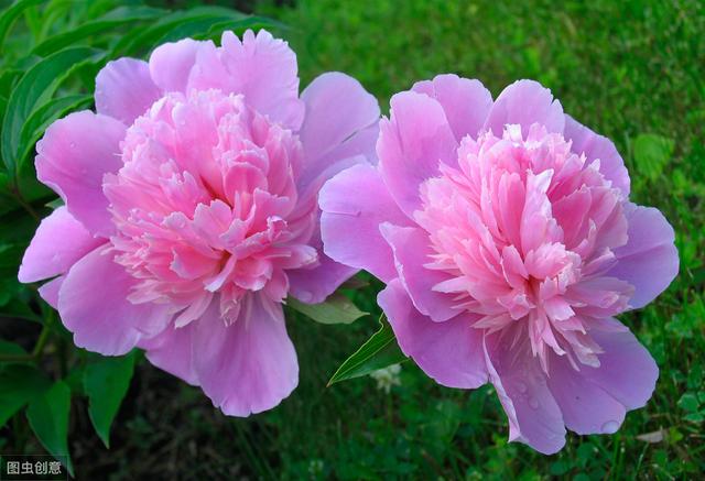 不愧是国花，牡丹花真漂亮