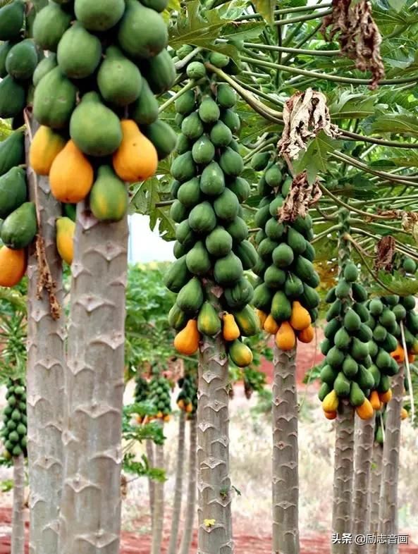 鲜花朵朵迎春来