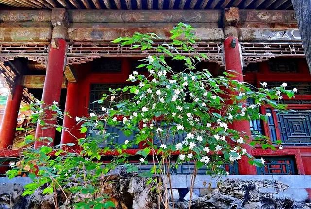 太平花～犹如玉蝶飞舞，花香似梅如兰