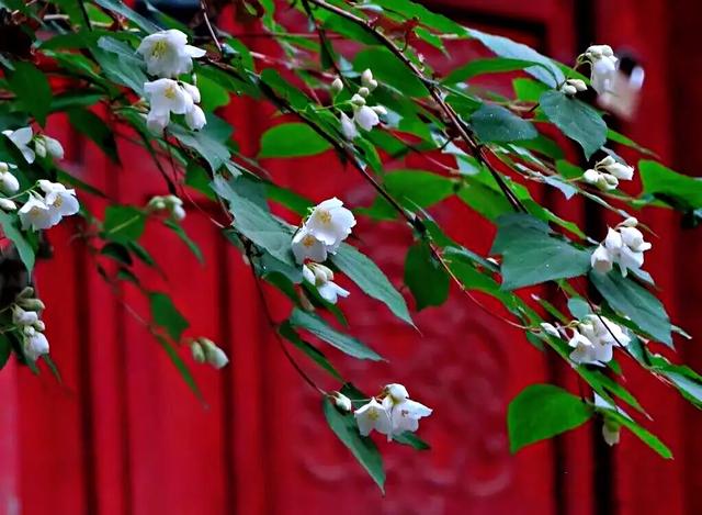 太平花～犹如玉蝶飞舞，花香似梅如兰