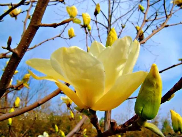 黄色玉兰品种知多少