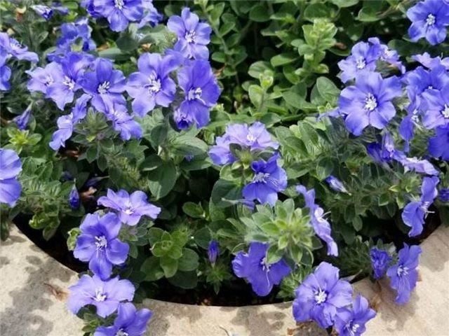 “花期仅一天，天天开新花”的“蓝星花”可四季常开，永不言败