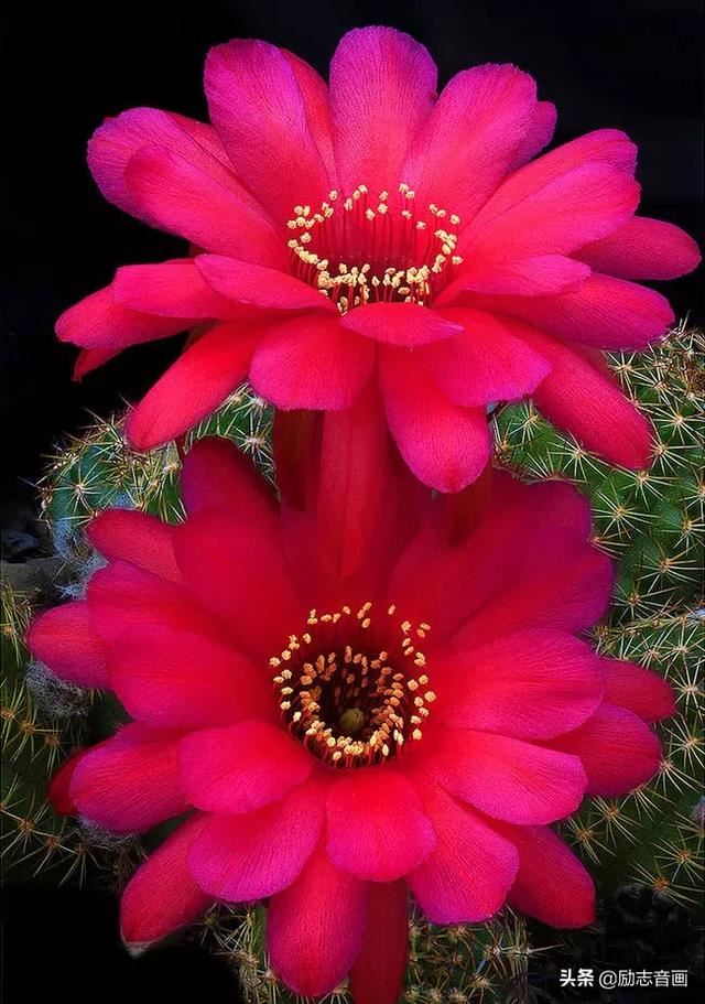 鲜花朵朵迎春来