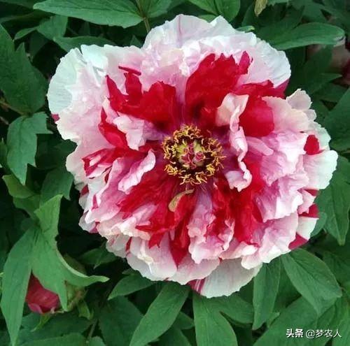 玫瑰世间难得的美