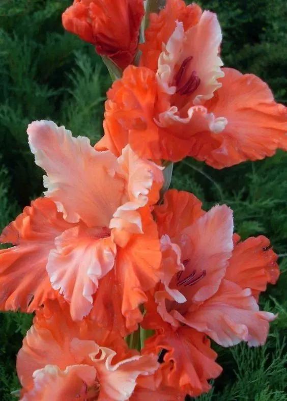 养眼鲜花照，太养眼了