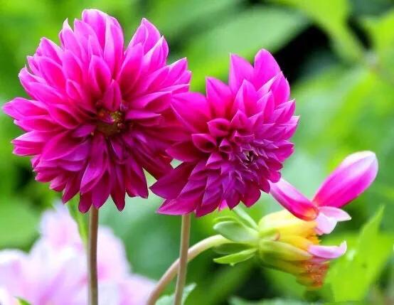 小丽花～花色绚丽，灼灼芳华，给人以憧憬和希望