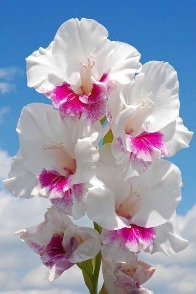 养眼鲜花照，太养眼了