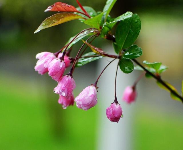 雨中花朵让人怜