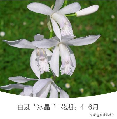 既耐阴又耐寒的宿根花卉白芨花朵娇美别名热带兰花