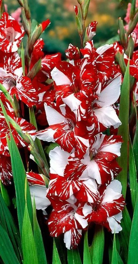 养眼鲜花照，太养眼了