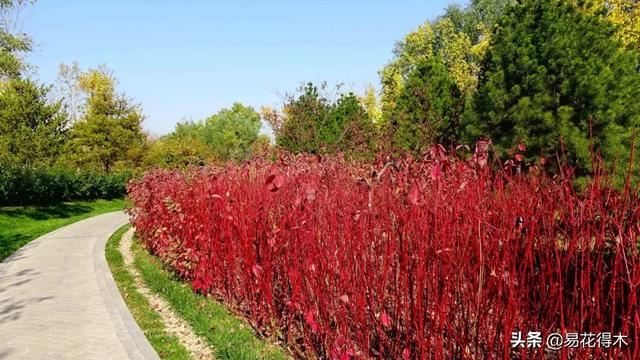 花卉观花闻香，盆景重在造型，这种植物却可以赏枝茎