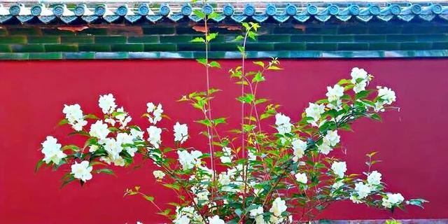 太平花～犹如玉蝶飞舞，花香似梅如兰