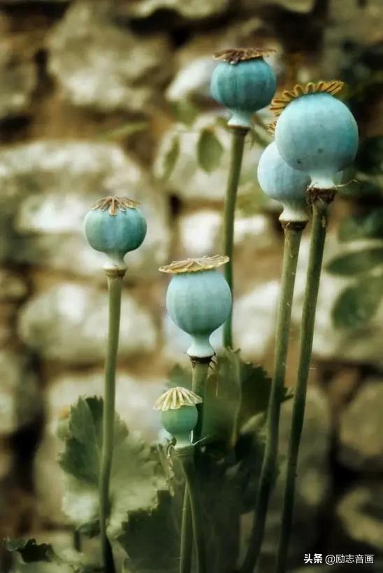 鲜花朵朵迎春来