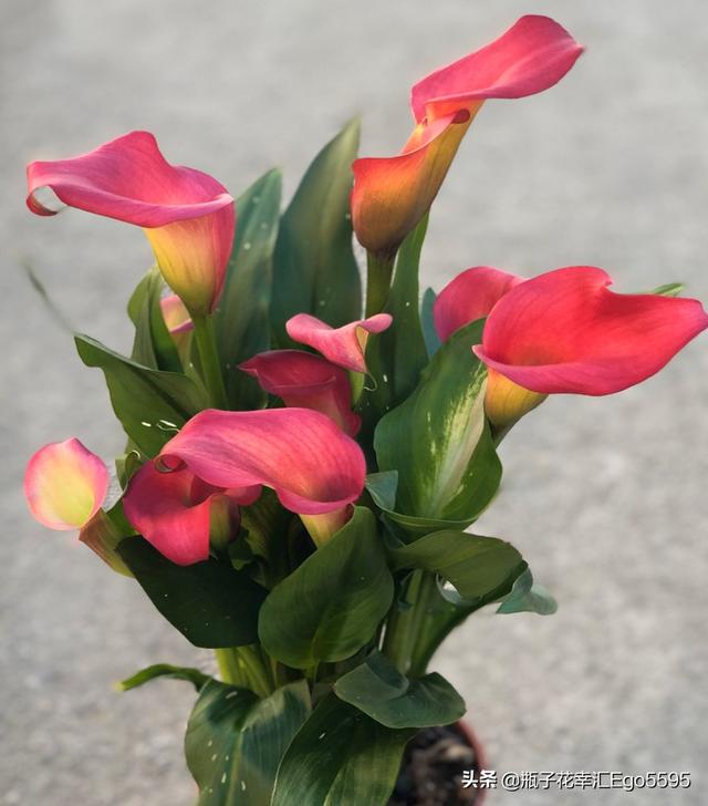 简单的花型，却透视出高雅的魅力，凛然而美丽的马蹄莲