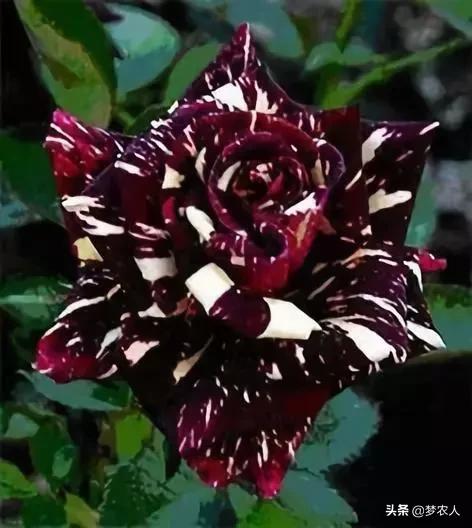 玫瑰世间难得的美