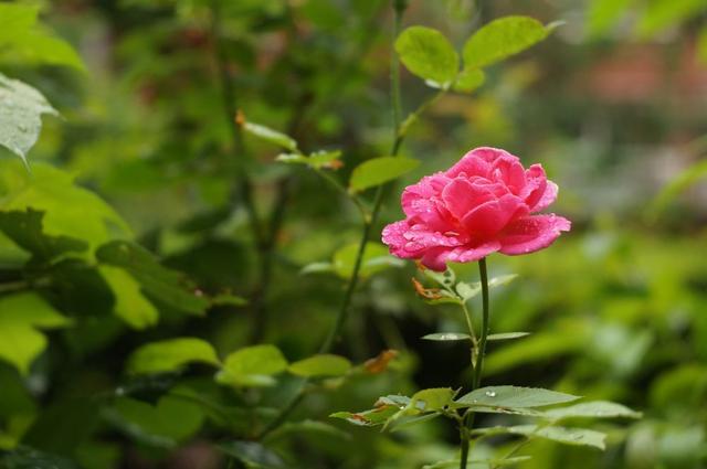 雨中花朵让人怜