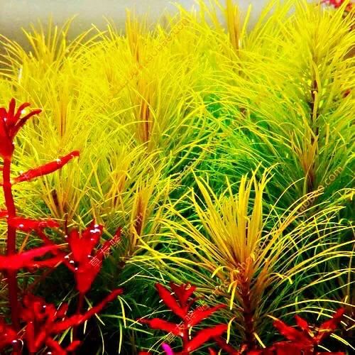 红雨伞草～水缸草的新宠，被称为沼泽美人鱼草