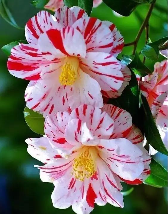 邀您共赏——山茶花