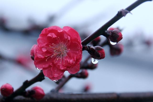 雨中花朵让人怜