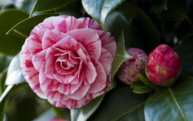 邀您共赏——山茶花