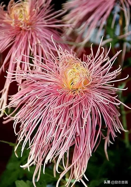 鲜花朵朵迎春来