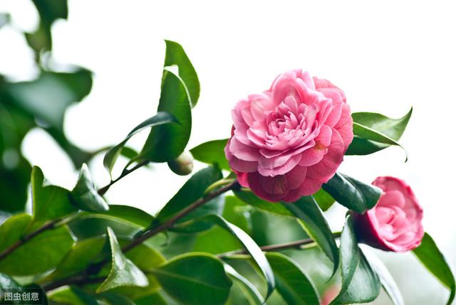 茶花开花大朵真漂亮，看着就赏心悦目