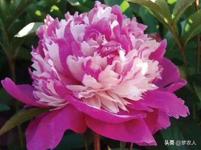 玫瑰世间难得的美