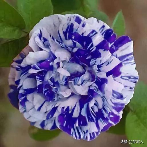 玫瑰世间难得的美