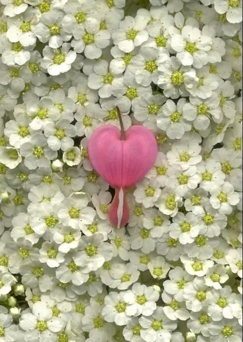 荷包牡丹花，真漂亮