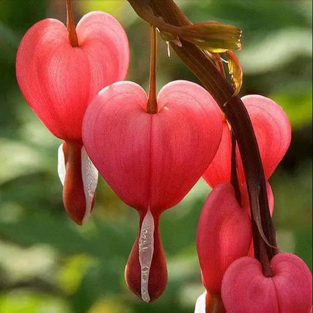 荷包牡丹花，真漂亮