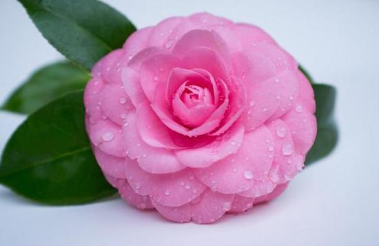 邀您共赏——山茶花