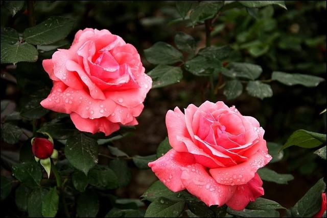 雨中花朵让人怜