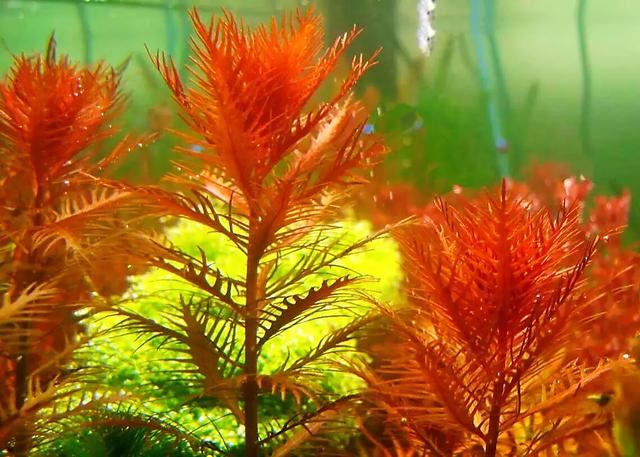 红雨伞草～水缸草的新宠，被称为沼泽美人鱼草