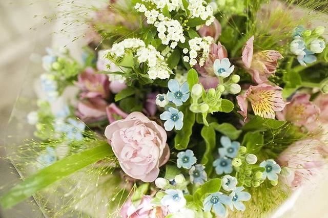 “花期仅一天，天天开新花”的“蓝星花”可四季常开，永不言败