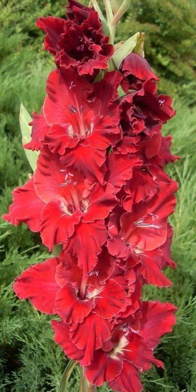 养眼鲜花照，太养眼了