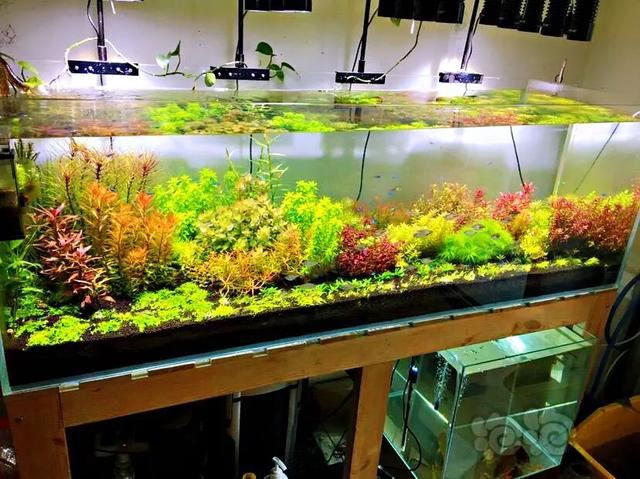 红雨伞草～水缸草的新宠，被称为沼泽美人鱼草