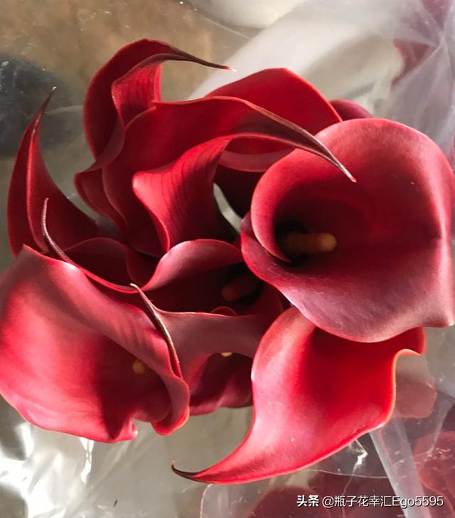 简单的花型，却透视出高雅的魅力，凛然而美丽的马蹄莲