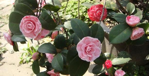 邀您共赏——山茶花