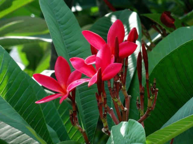 红花鸡蛋花聚伞花序顶生，花冠漏斗状，粉红色，具芳香