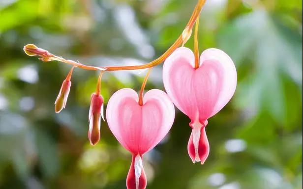 荷包牡丹花，真漂亮