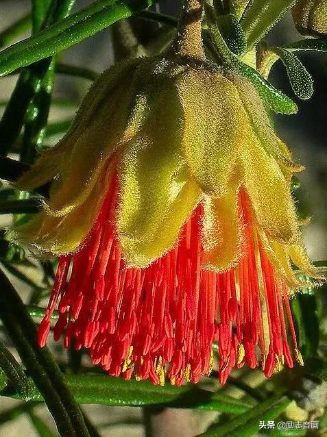 鲜花朵朵迎春来